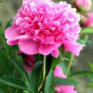 peony, flower background, flower, flower wallpaper, beautiful flowers, pink, garden, hatching, petals, field, nature, flowering, peony, peony, peony, peony, peony